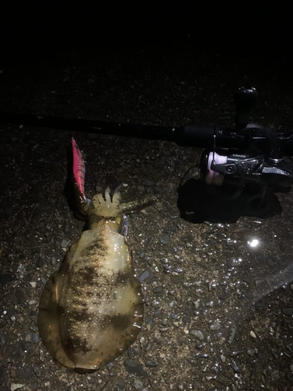 夜釣りで釣れたアオリイカ